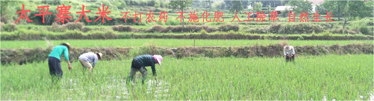 岳西美程传统农耕种植太平寨大米